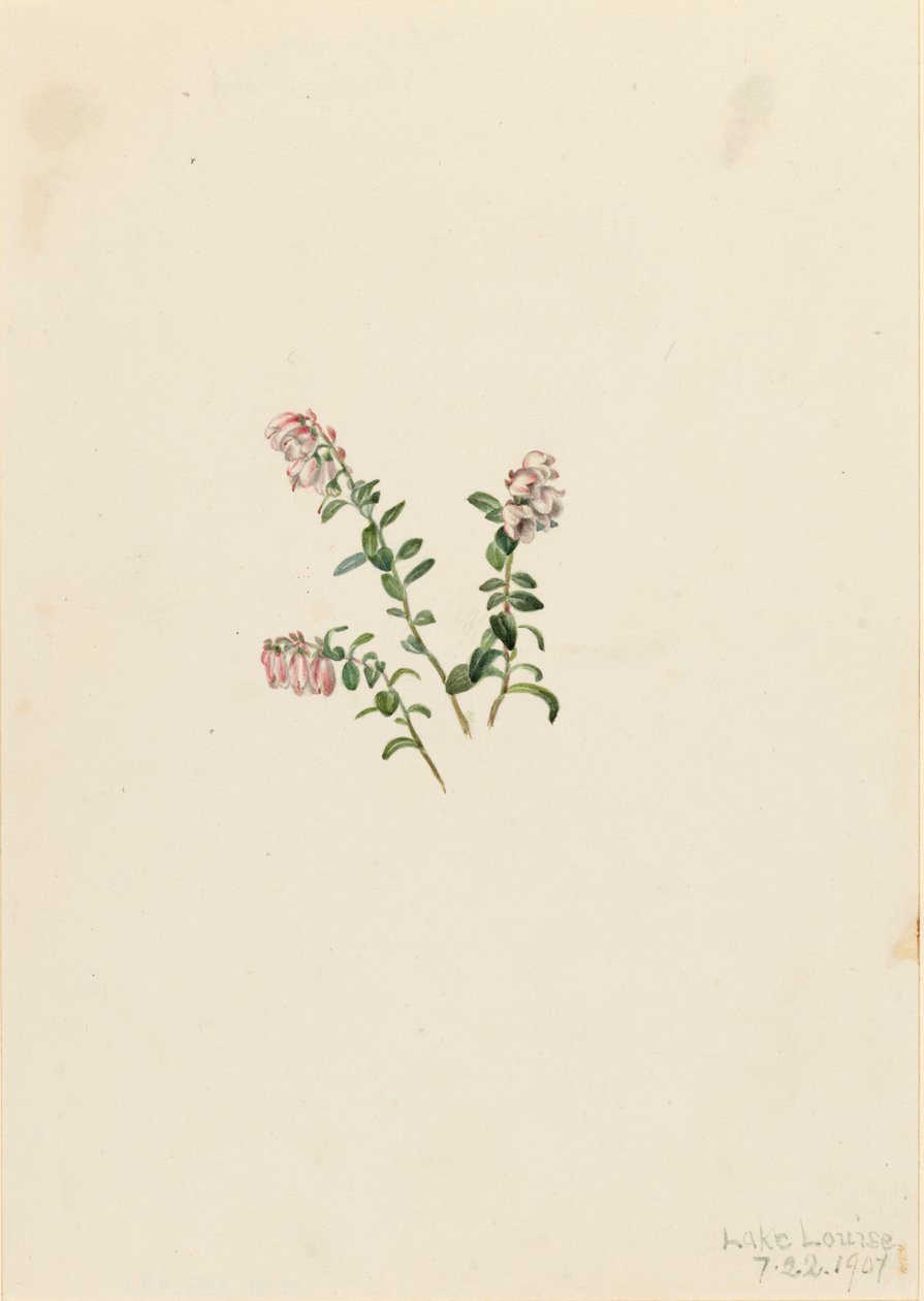 山地红莓 Vaccinium vitisidaea minus, 1907. 作者 玛丽·沃克斯·沃尔科特
