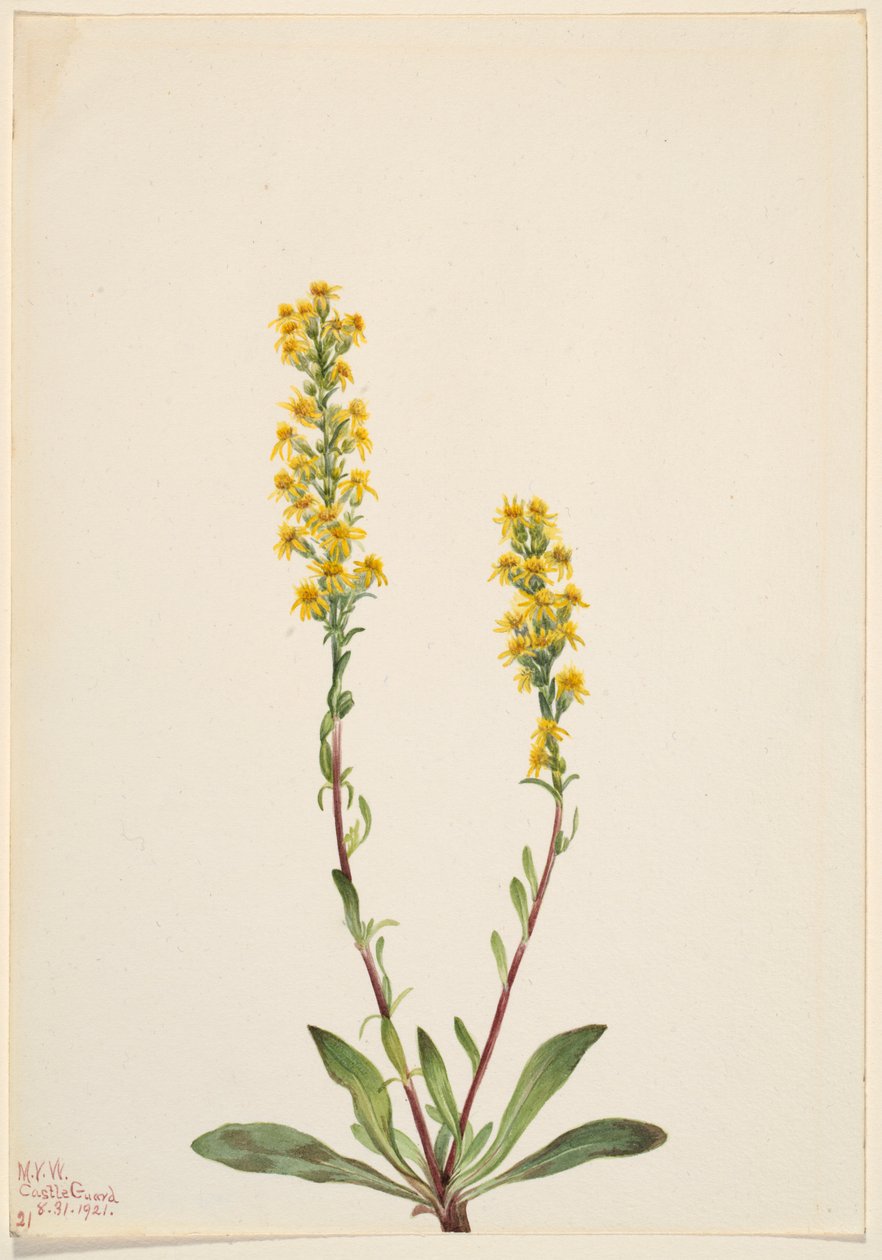 山金丝草（Solidago oreophila） 作者 玛丽·沃克斯·沃尔科特