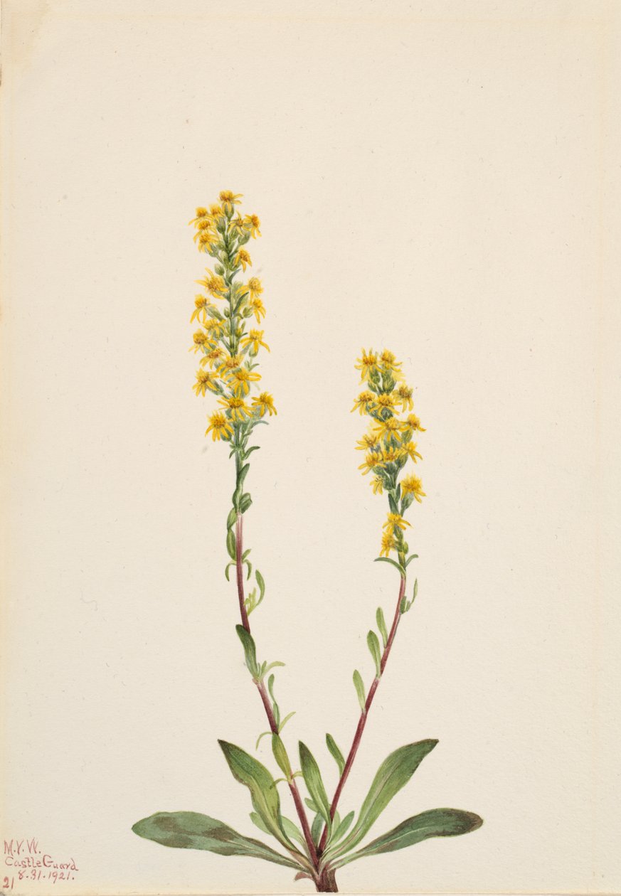 Mountain Goldenrod Solidago oreophila, 1921. 作者 玛丽·沃克斯·沃尔科特