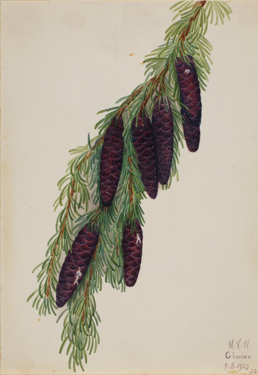 山铁杉（Tsuga mertensiana） 作者 玛丽·沃克斯·沃尔科特