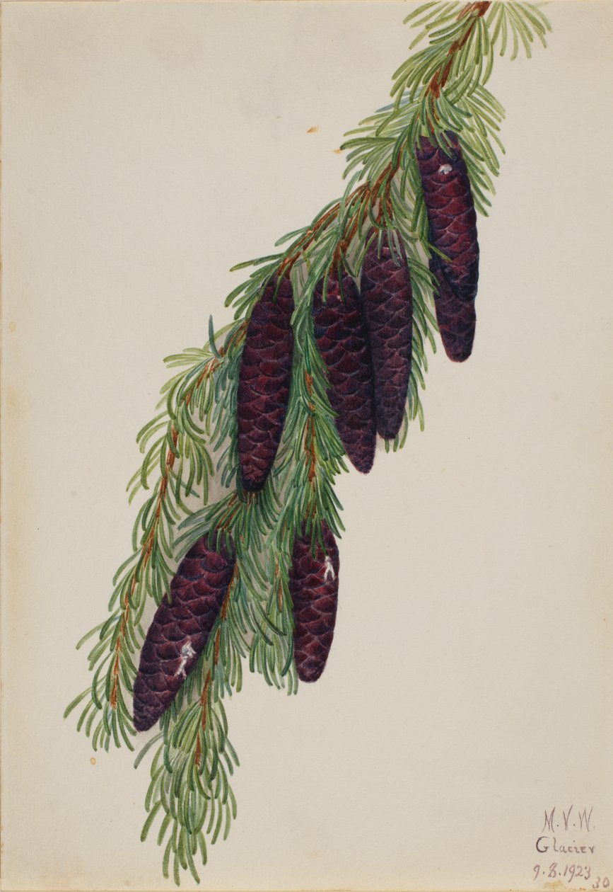 Mountain Hemlock Tsuga mertensiana, 1923. 作者 玛丽·沃克斯·沃尔科特