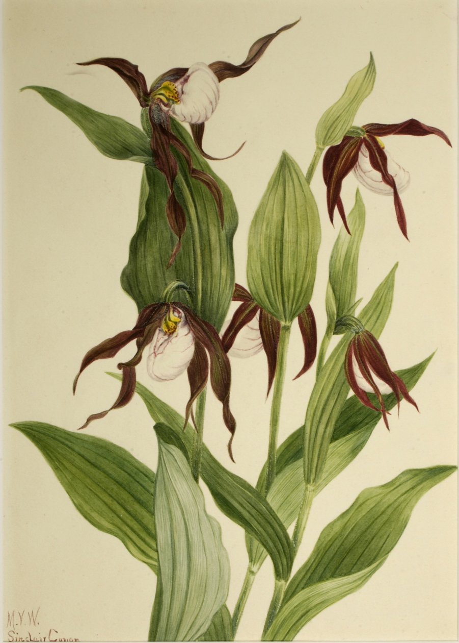 山瓢虫（Cypripedium montanum） 作者 玛丽·沃克斯·沃尔科特