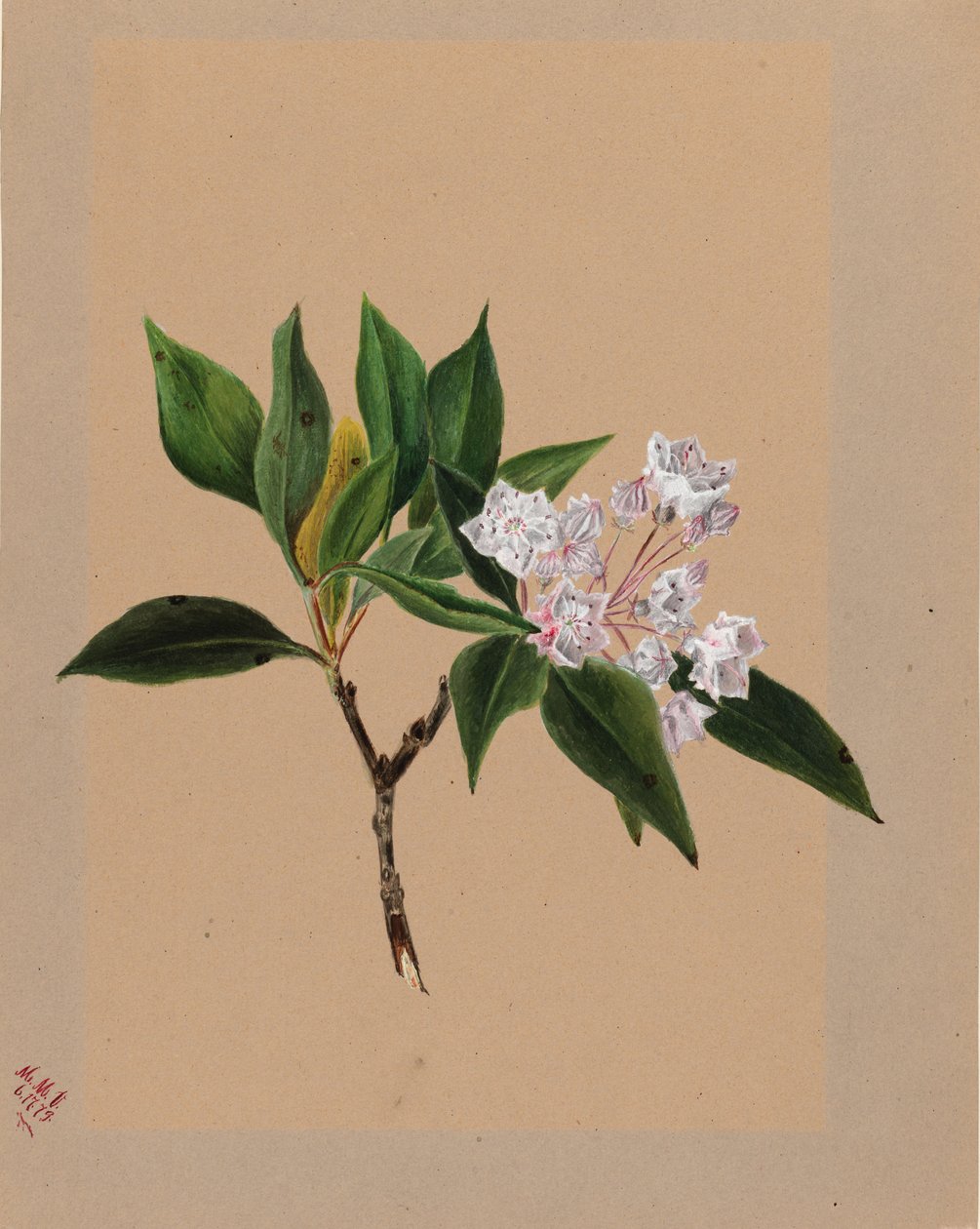 山桂花 作者 玛丽·沃克斯·沃尔科特