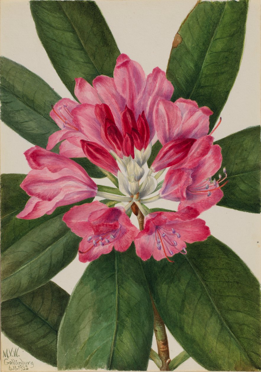 山地玫瑰（Rhododendron catawbiense） 作者 玛丽·沃克斯·沃尔科特