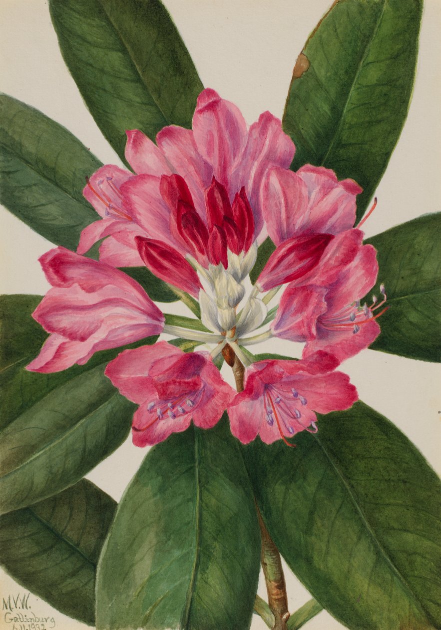山地玫瑰-海湾Rhododendron catawbiense，1932。 作者 玛丽·沃克斯·沃尔科特