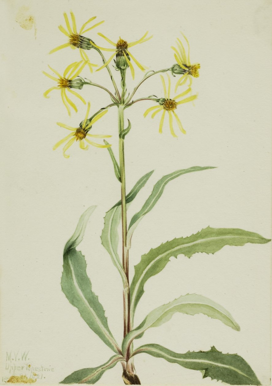 哀悼草（Senecio lugens） 作者 玛丽·沃克斯·沃尔科特