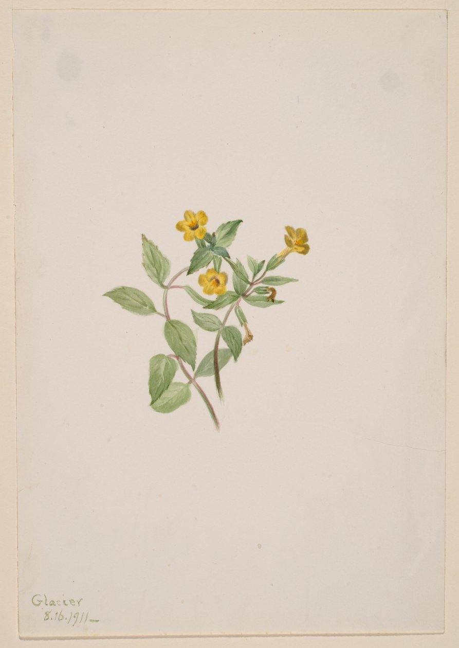 麝香花（Mimulus moschatus） 作者 玛丽·沃克斯·沃尔科特