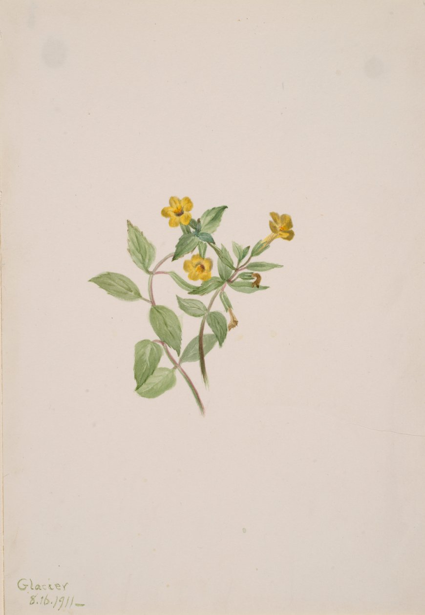 麝香花 Mimulus moschatus, 1911. 作者 玛丽·沃克斯·沃尔科特