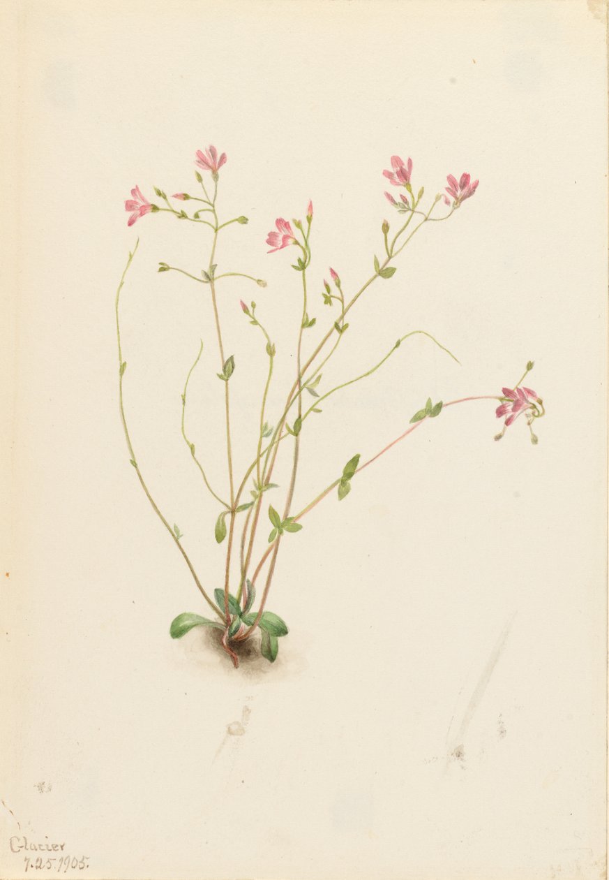 海棠春色（Claytonia parvifolia） 作者 玛丽·沃克斯·沃尔科特