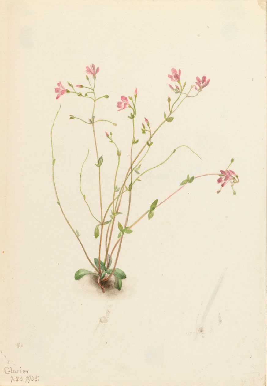 Naiad Spring Beauty Claytonia parvifolia, 1905. 作者 玛丽·沃克斯·沃尔科特