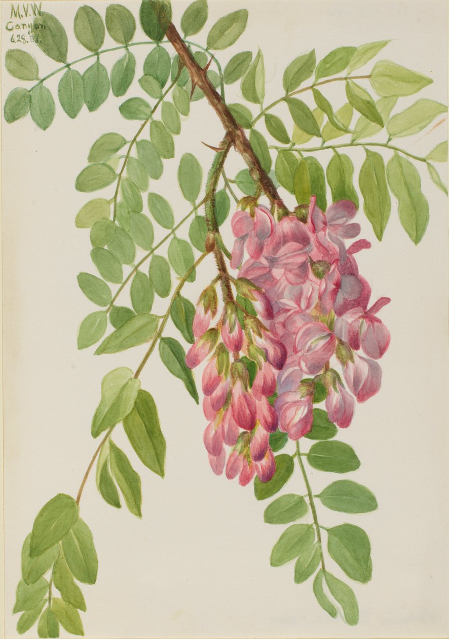 新墨西哥蝗虫 Robinia neomexicana, 1938. 作者 玛丽·沃克斯·沃尔科特