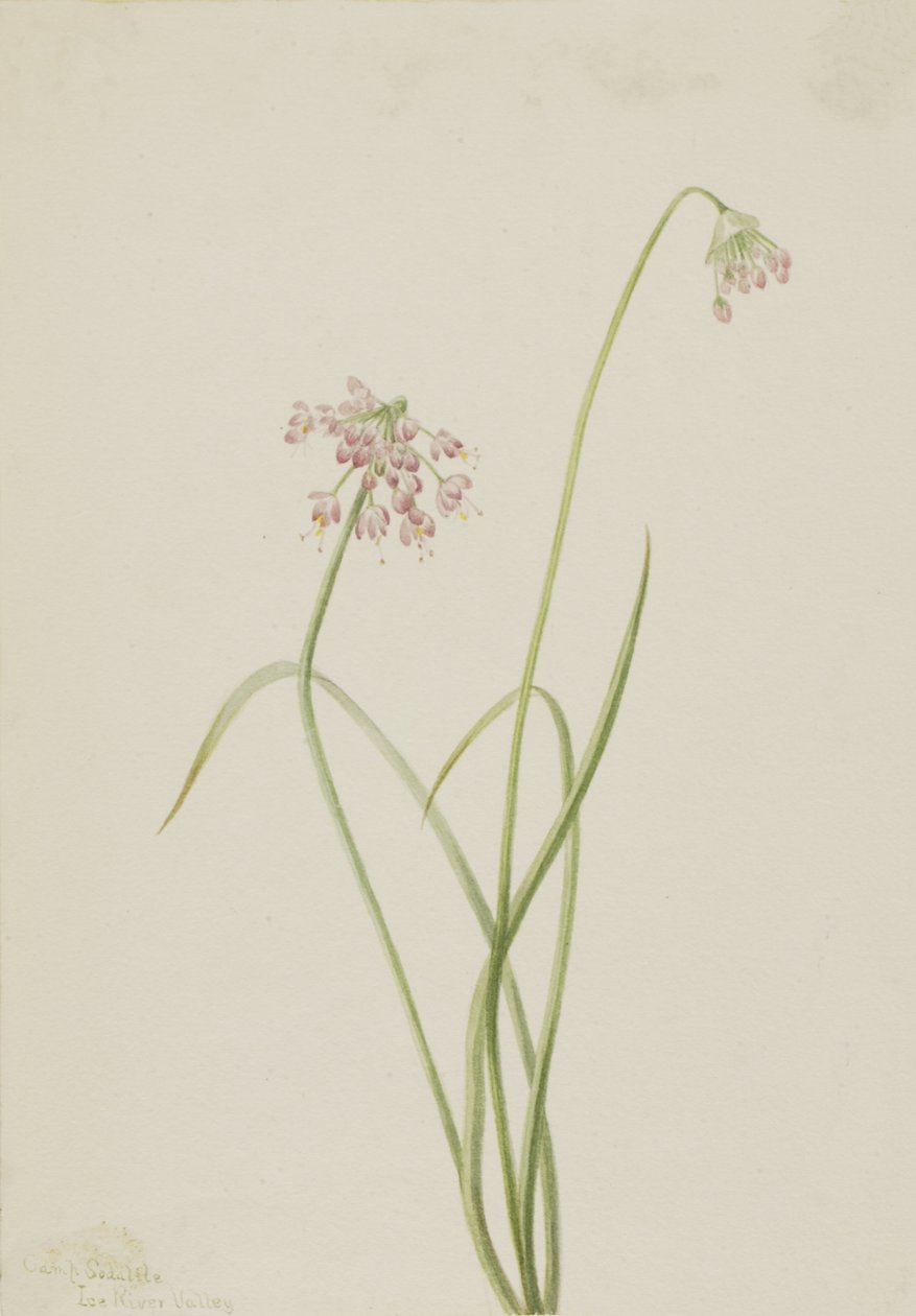 点头洋葱 Allium cernuum, 1901. 作者 玛丽·沃克斯·沃尔科特