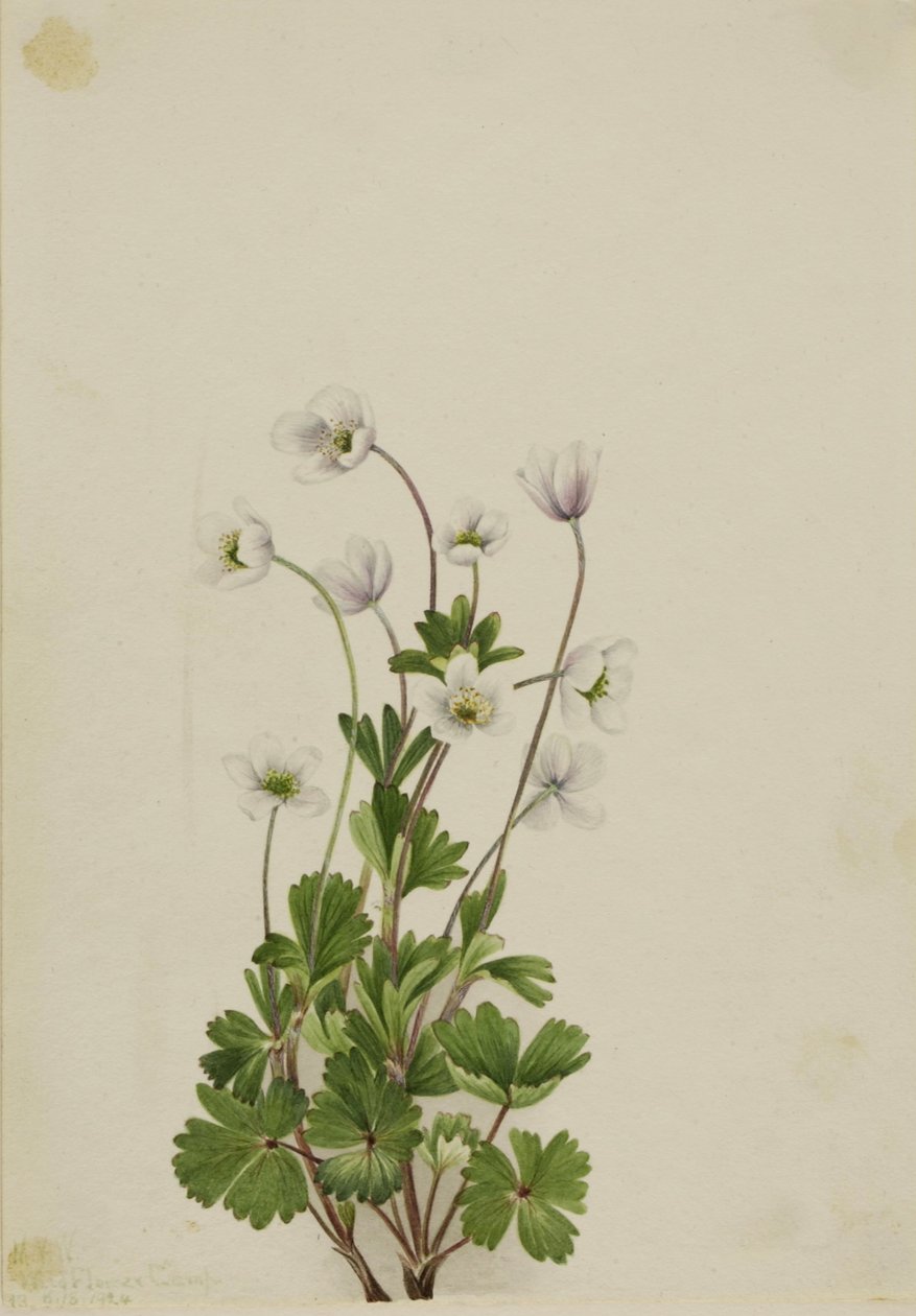 北海葵（Anemone parviflora） 作者 玛丽·沃克斯·沃尔科特