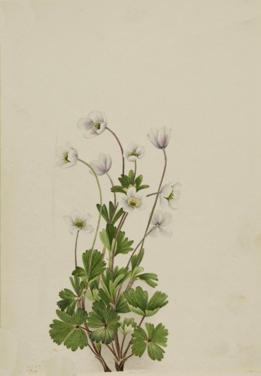Northern Anemone Anemone parviflora, 1924. 作者 玛丽·沃克斯·沃尔科特
