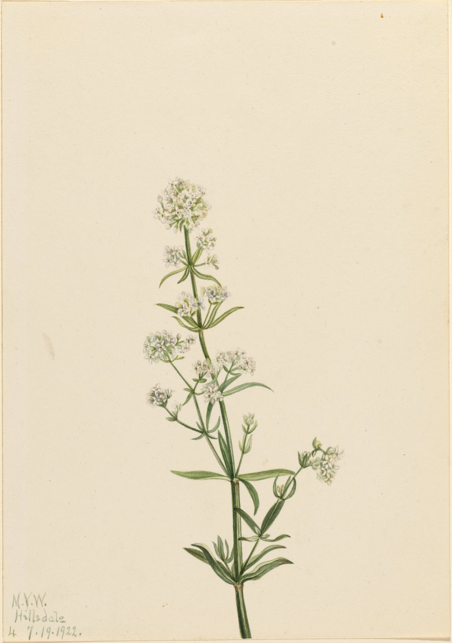 北方酢浆草（Galium boreale） 作者 玛丽·沃克斯·沃尔科特