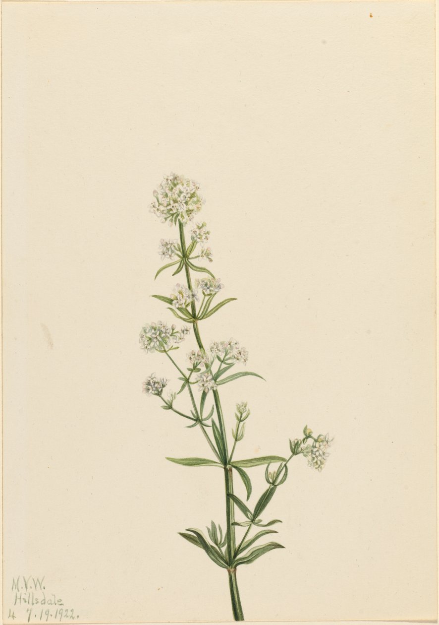 Northern Bedstraw Galium boreale, 1922. 作者 玛丽·沃克斯·沃尔科特