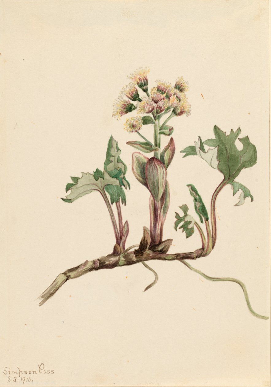 Northern Butterbur Petasites hyperboreus, 1916. 作者 玛丽·沃克斯·沃尔科特