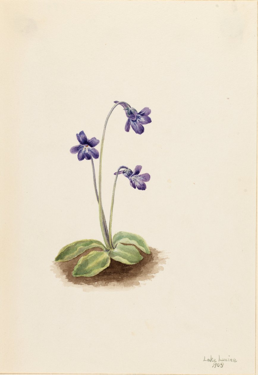 北方蝴蝶草（Pinguicula vulgaris） 作者 玛丽·沃克斯·沃尔科特