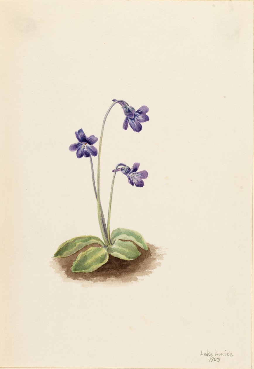 Northern Butterwort Pinguicula vulgaris, 1903. 作者 玛丽·沃克斯·沃尔科特