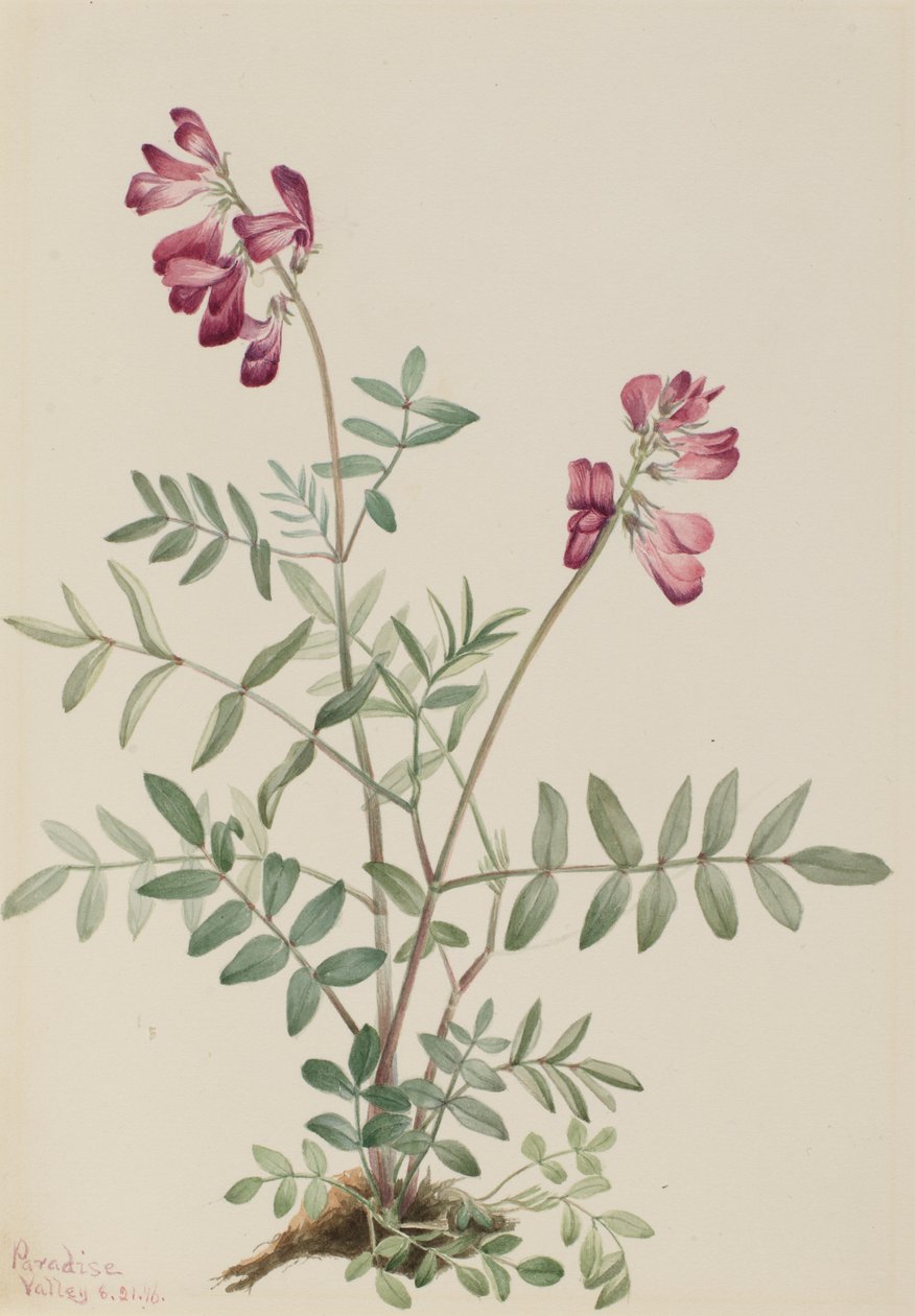 北海鳕（Hedysarum boreale） 作者 玛丽·沃克斯·沃尔科特