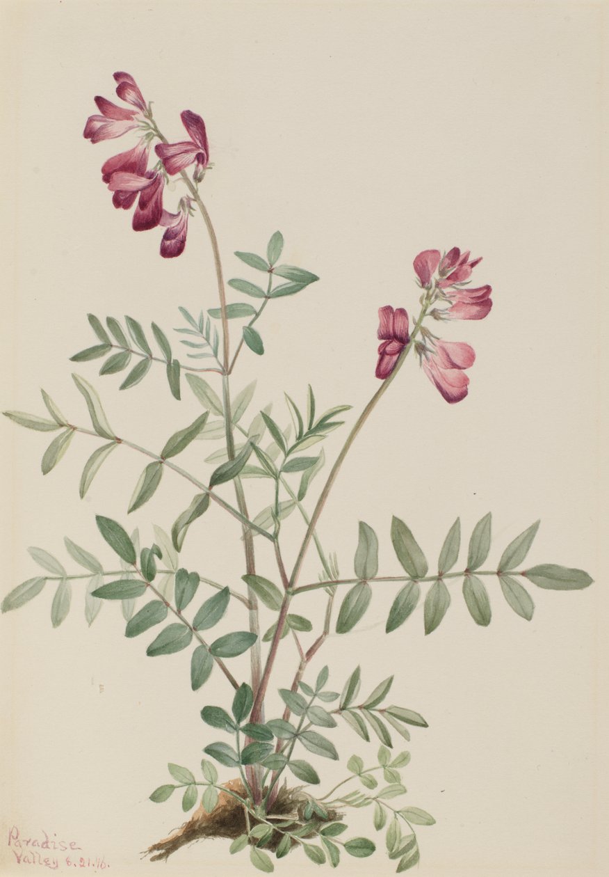 北部Hedysarum Hedysarum boreale, 1916. 作者 玛丽·沃克斯·沃尔科特
