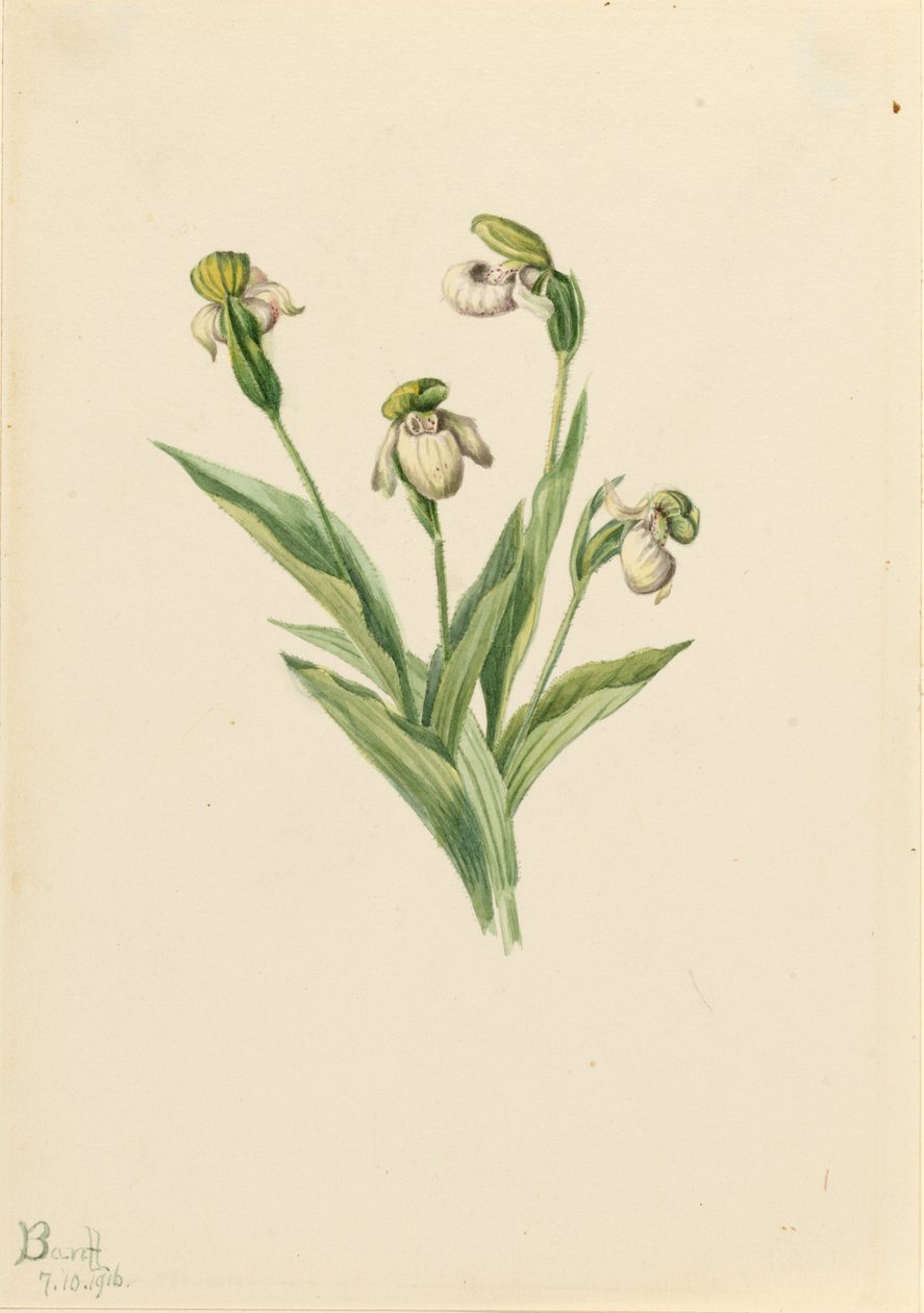 北方瓢虫草（Cypripedium passerinum） 作者 玛丽·沃克斯·沃尔科特