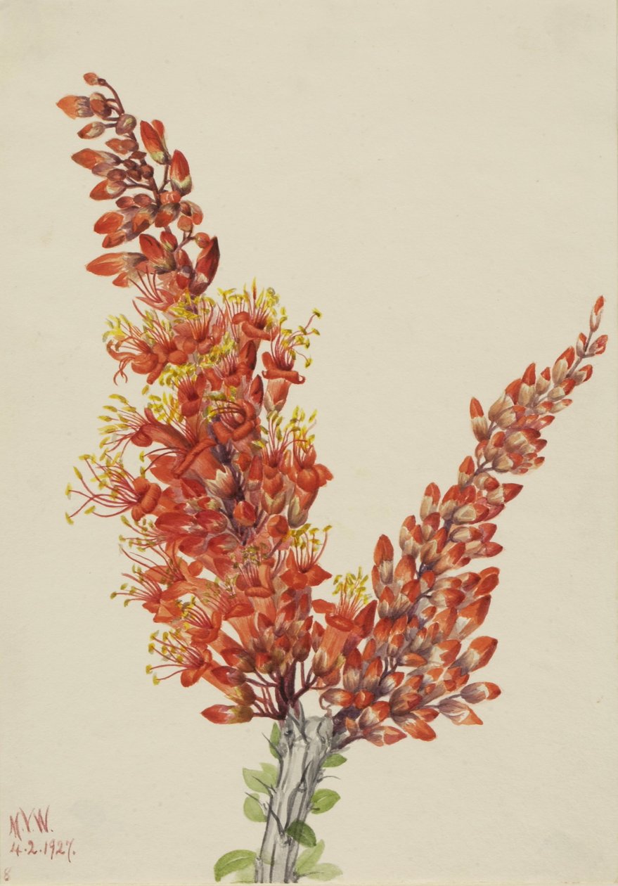 芨芨草 作者 玛丽·沃克斯·沃尔科特
