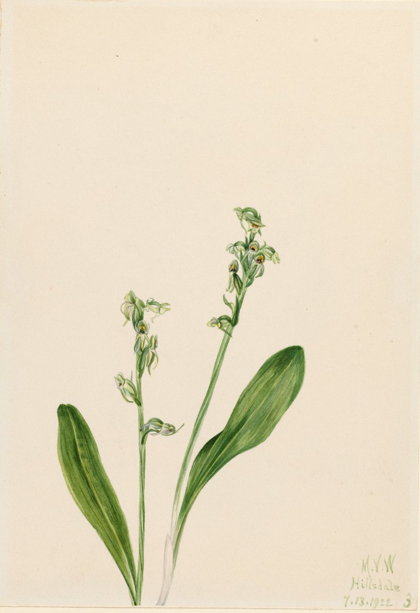 一叶障目兰 Habenaria obtusata, 1922. 作者 玛丽·沃克斯·沃尔科特