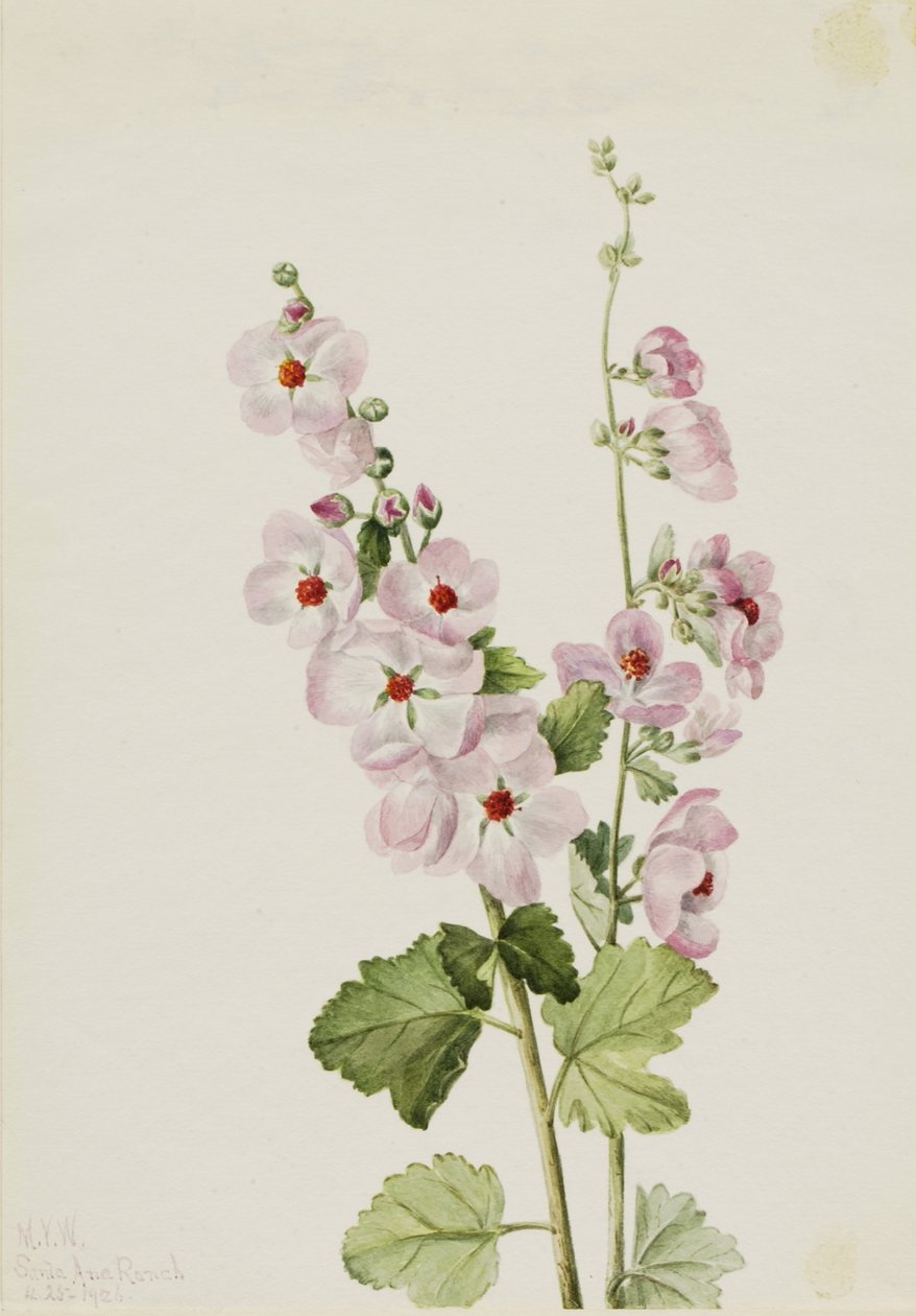 橙眼锦葵（Sphaeralcea davidsonii） 作者 玛丽·沃克斯·沃尔科特