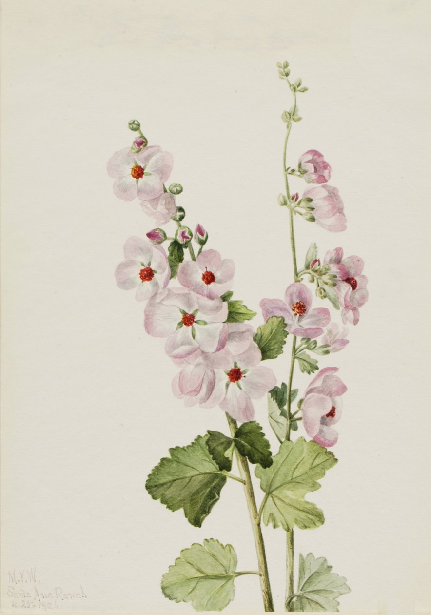 橙眼球状葵 Sphaeralcea davidsonii, 1926. 作者 玛丽·沃克斯·沃尔科特