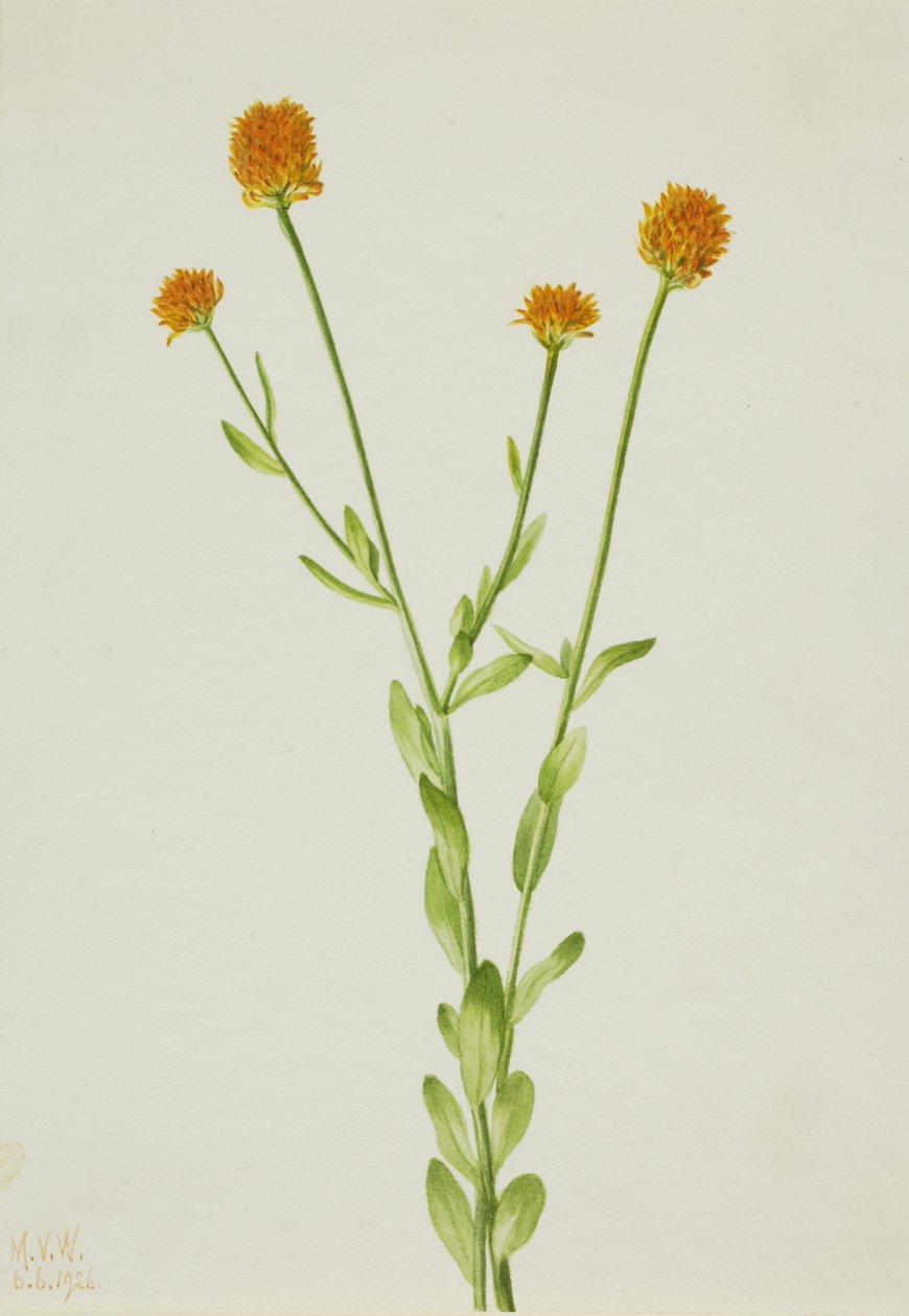 橙色的Polygala Polygala lutea，1926。 作者 玛丽·沃克斯·沃尔科特