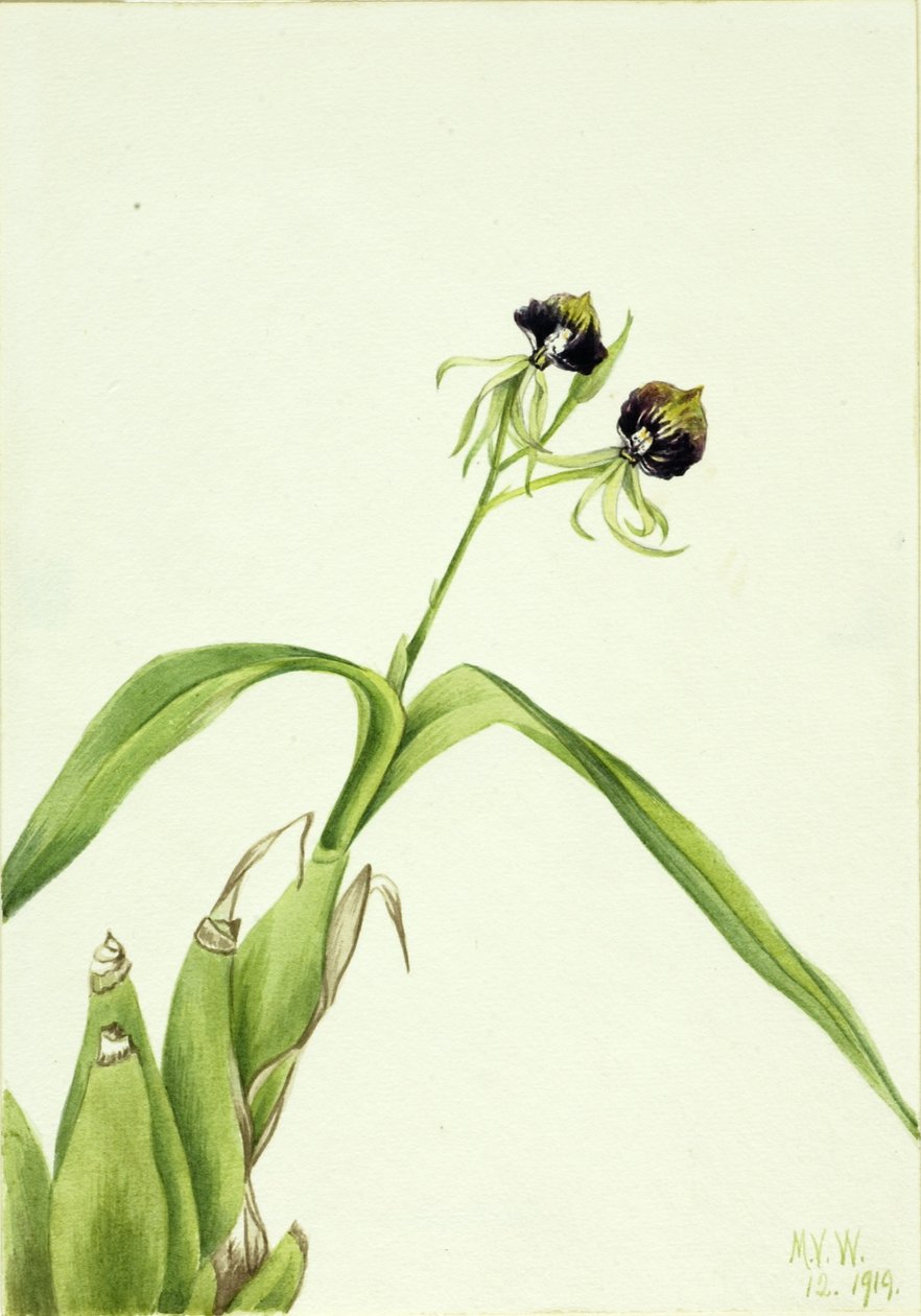 兰花（Epidendrum cochleatum） 作者 玛丽·沃克斯·沃尔科特