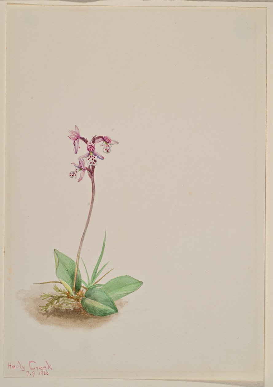Orchis Orchis rotundifolia, 1916. 作者 玛丽·沃克斯·沃尔科特