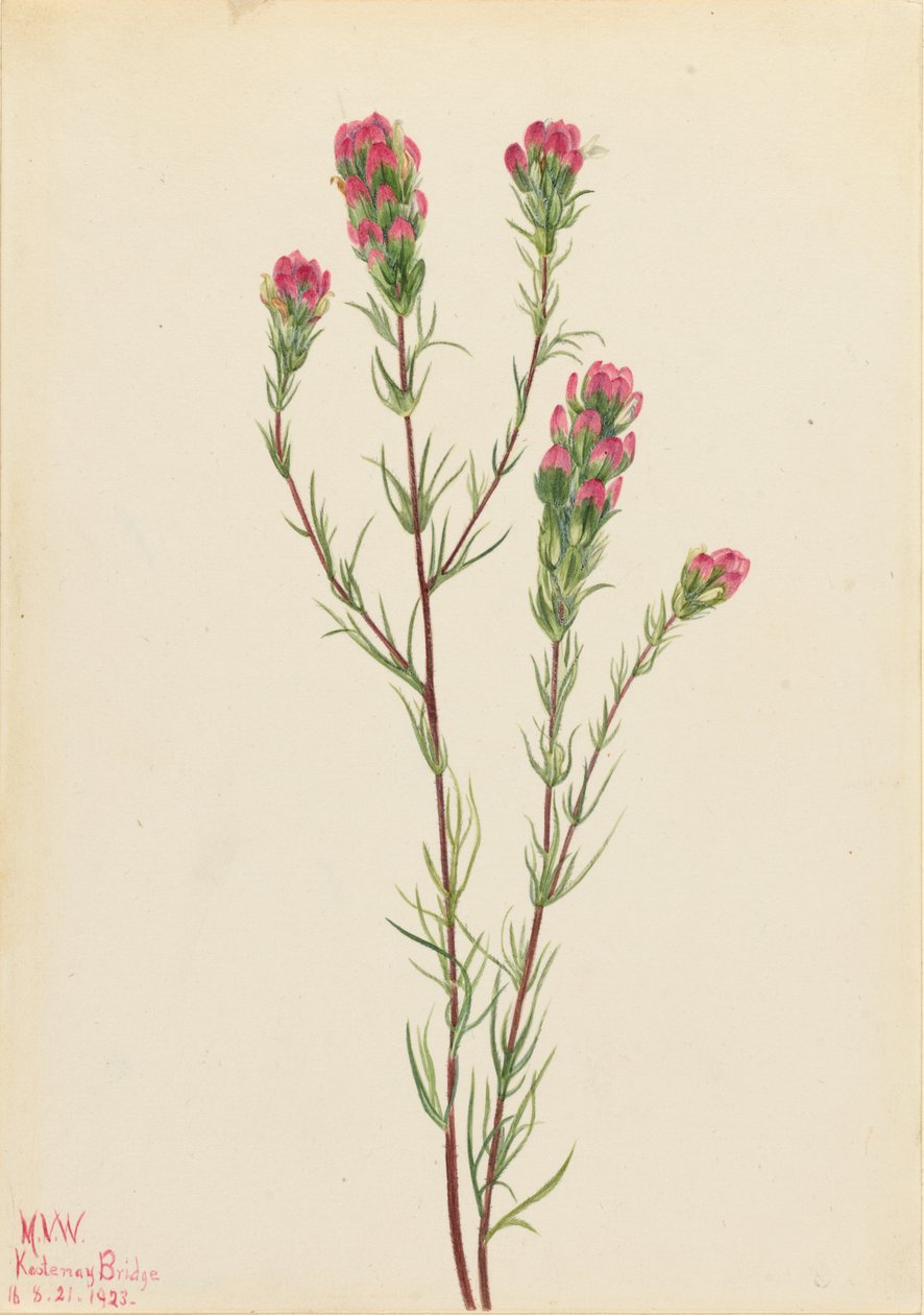 猫头鹰三叶草（Orthocarpus tenuifolius） 作者 玛丽·沃克斯·沃尔科特