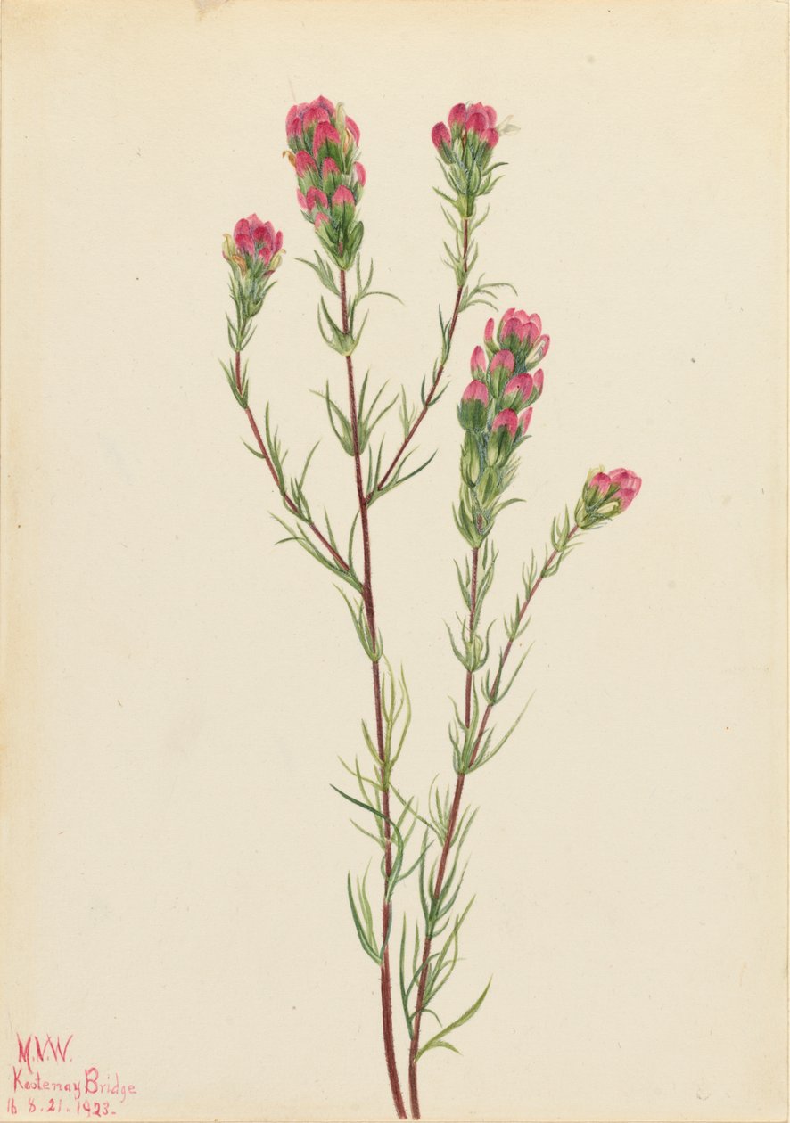 Owl-clover Orthocarpus tenuifolius, 1923. 作者 玛丽·沃克斯·沃尔科特
