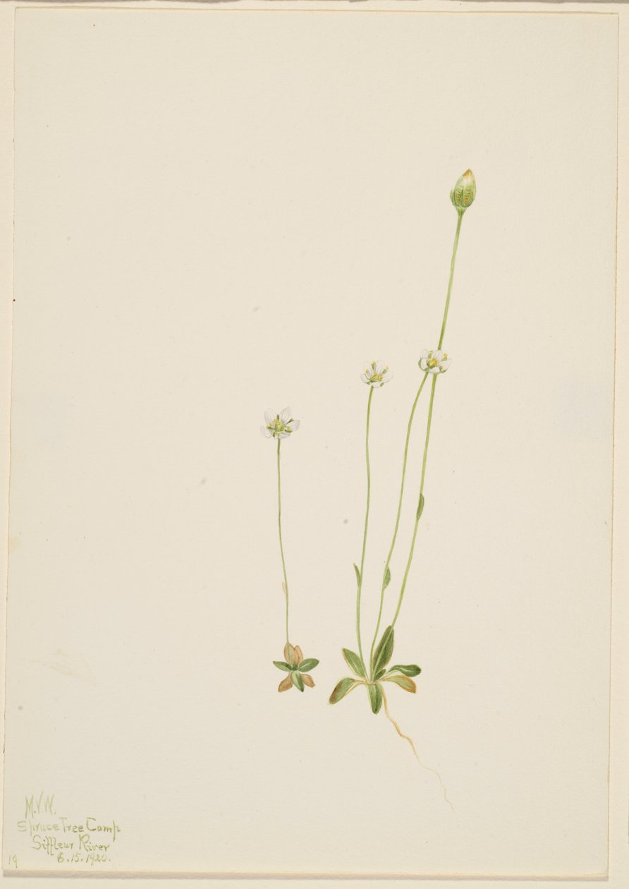 Oxytropis aepicola 作者 玛丽·沃克斯·沃尔科特