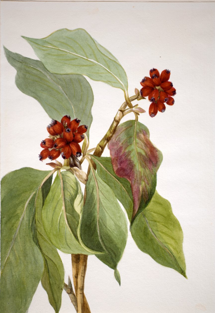 太平洋山茱萸 Cornus nuttallii, 1933. 作者 玛丽·沃克斯·沃尔科特