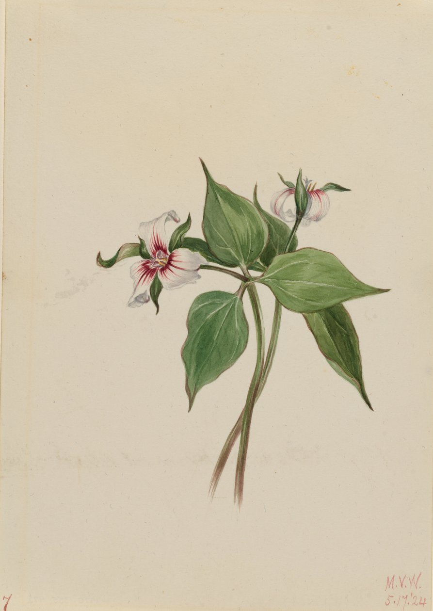画眉三叶草（Trillium undulatum） 作者 玛丽·沃克斯·沃尔科特