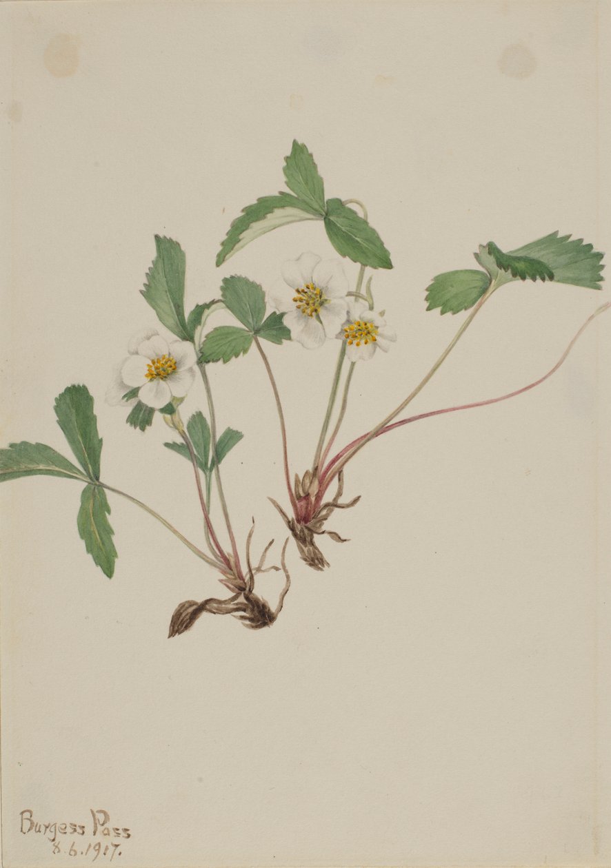 浅草莓（Fragaria glauca） 作者 玛丽·沃克斯·沃尔科特