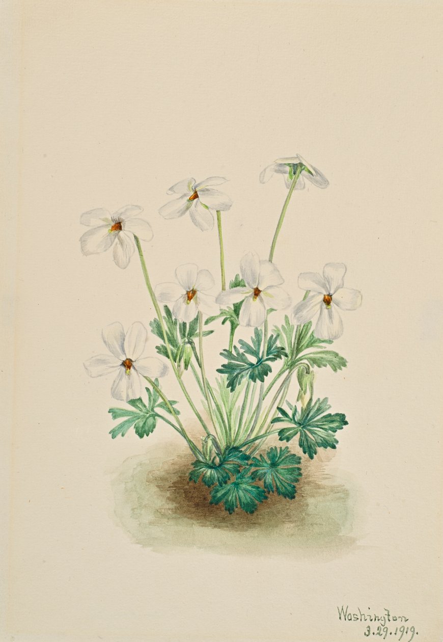 三色紫罗兰Viola pedata，1919。 作者 玛丽·沃克斯·沃尔科特