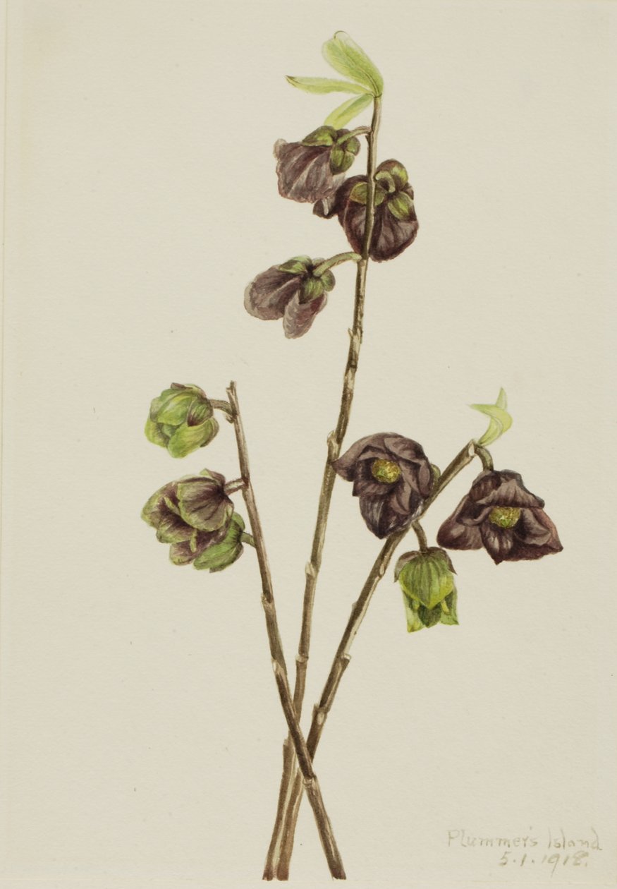 Papaw Asimina triloba, 1918. 作者 玛丽·沃克斯·沃尔科特