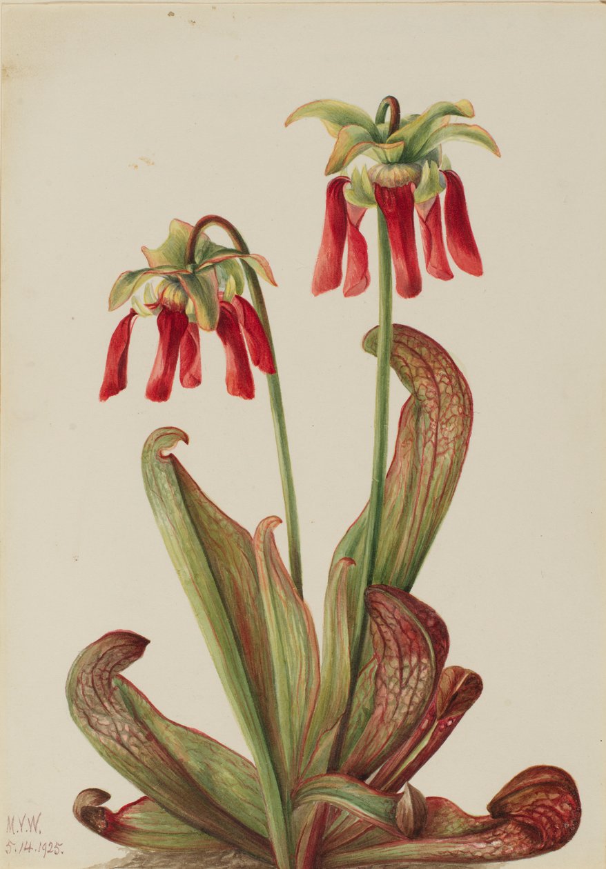 鹦鹉垂盆草（Sarracenia psittacina） 作者 玛丽·沃克斯·沃尔科特