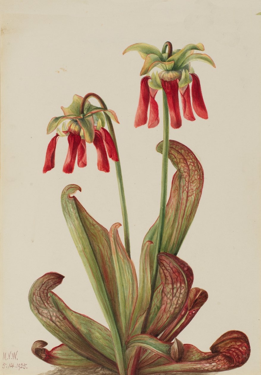 Parrot Pitcherplant Sarracenia psittacina, 1925. 作者 玛丽·沃克斯·沃尔科特