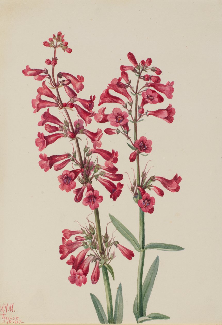 帕里笔茎（Penstemon parryi） 作者 玛丽·沃克斯·沃尔科特