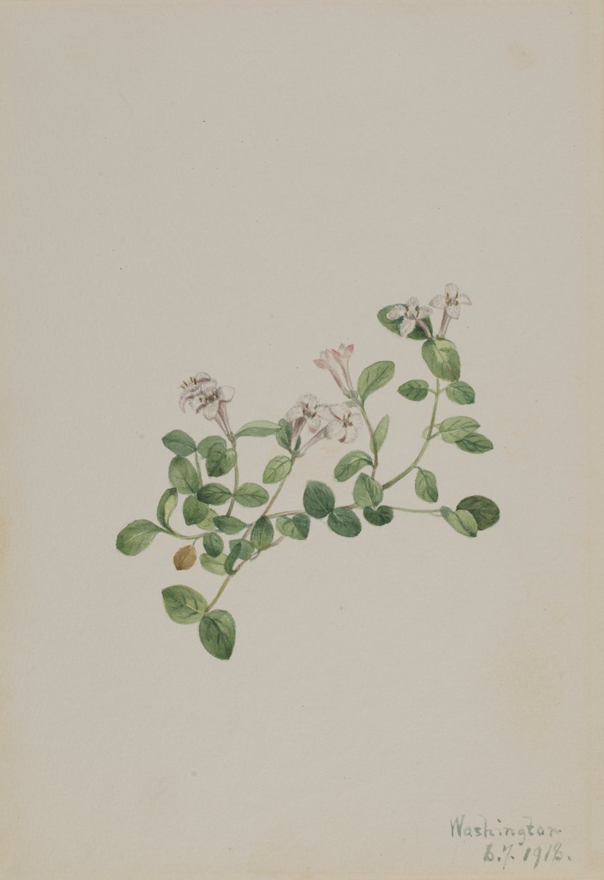Partridgeberry Mitchella repena, 1918. 作者 玛丽·沃克斯·沃尔科特