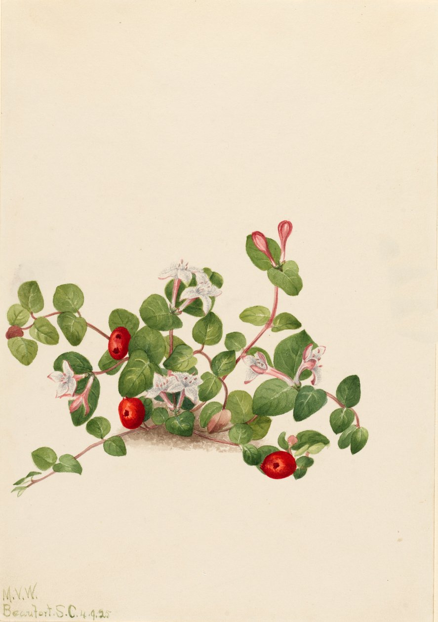 Partridgeberry Mitchella repens, 1925. 作者 玛丽·沃克斯·沃尔科特
