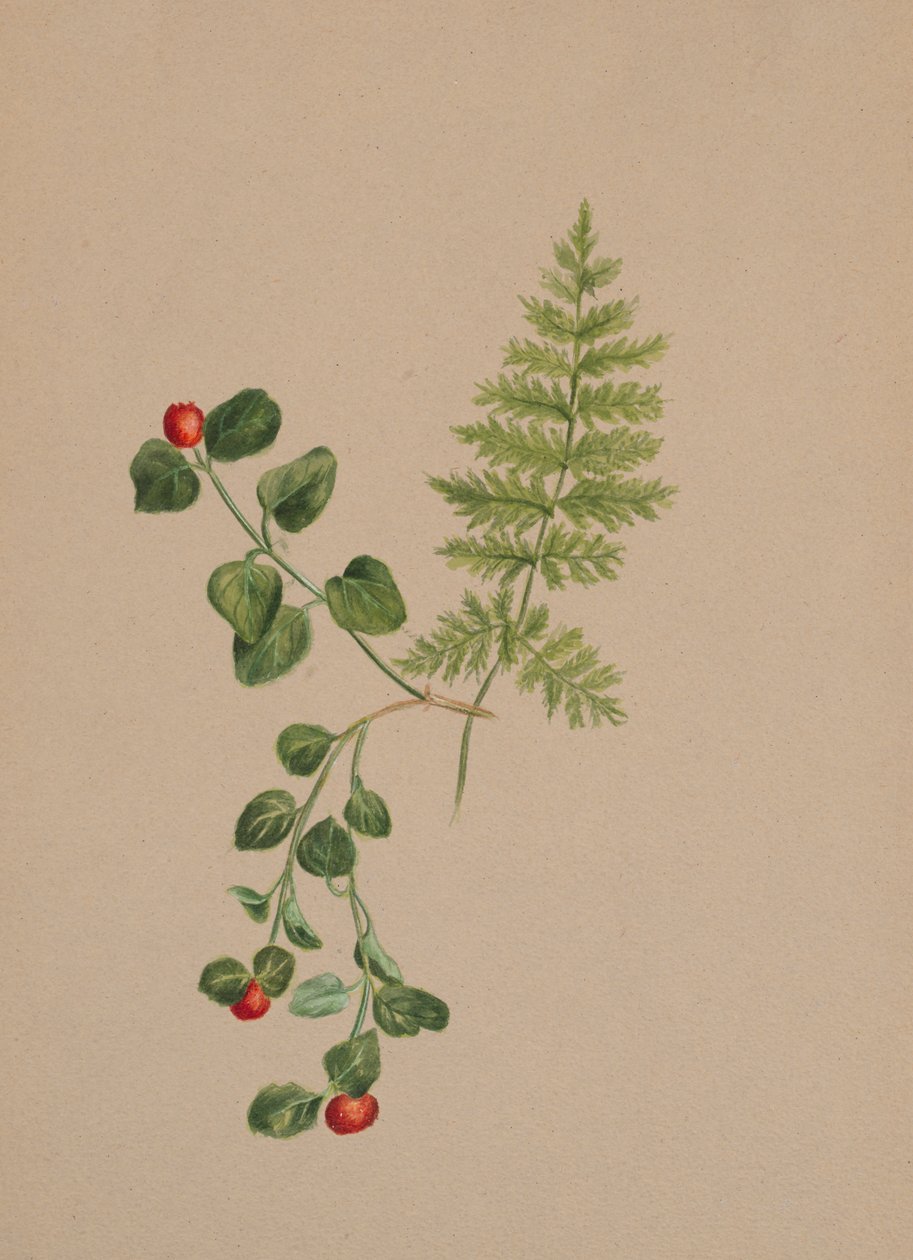 鹧鸪树Mitchella repens，约1883年。 作者 玛丽·沃克斯·沃尔科特