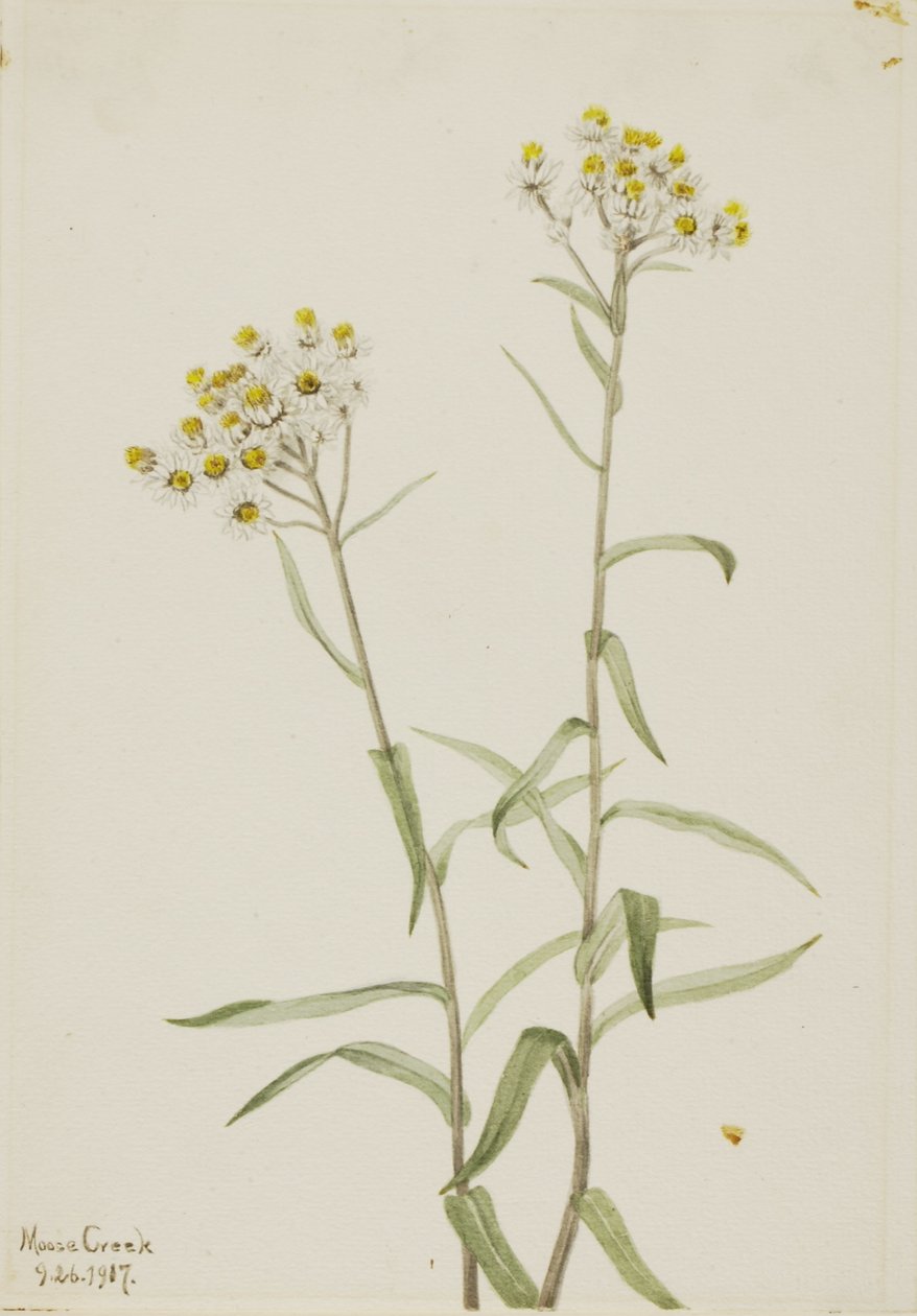 长生珍珠（Anaphalis margaritacea） 作者 玛丽·沃克斯·沃尔科特