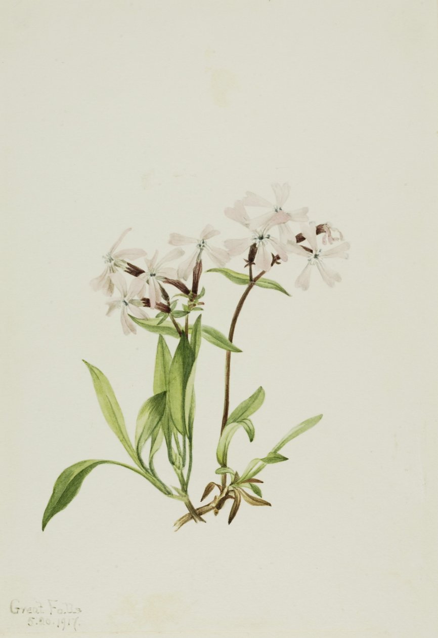 泥煤粉（Silene caroliniana） 作者 玛丽·沃克斯·沃尔科特