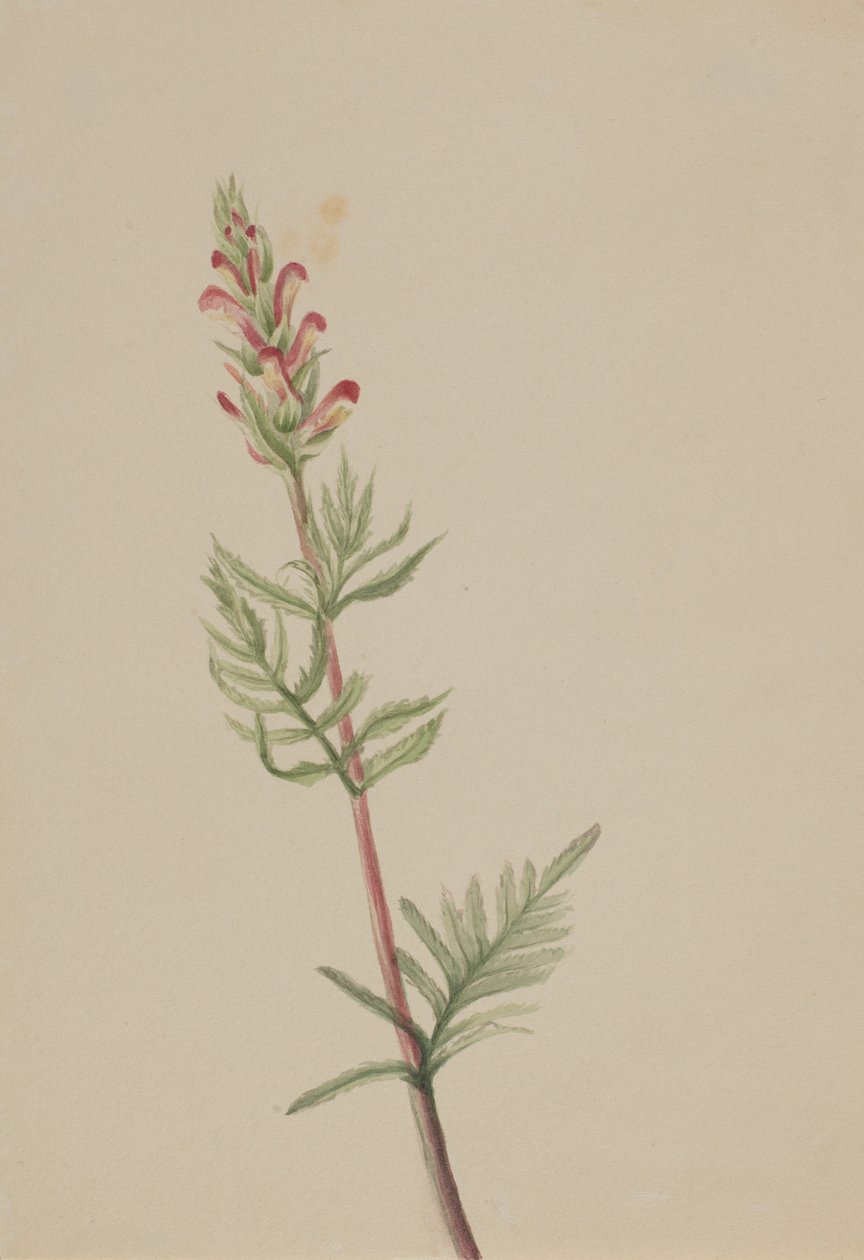 Pedicularis bracteosa 作者 玛丽·沃克斯·沃尔科特